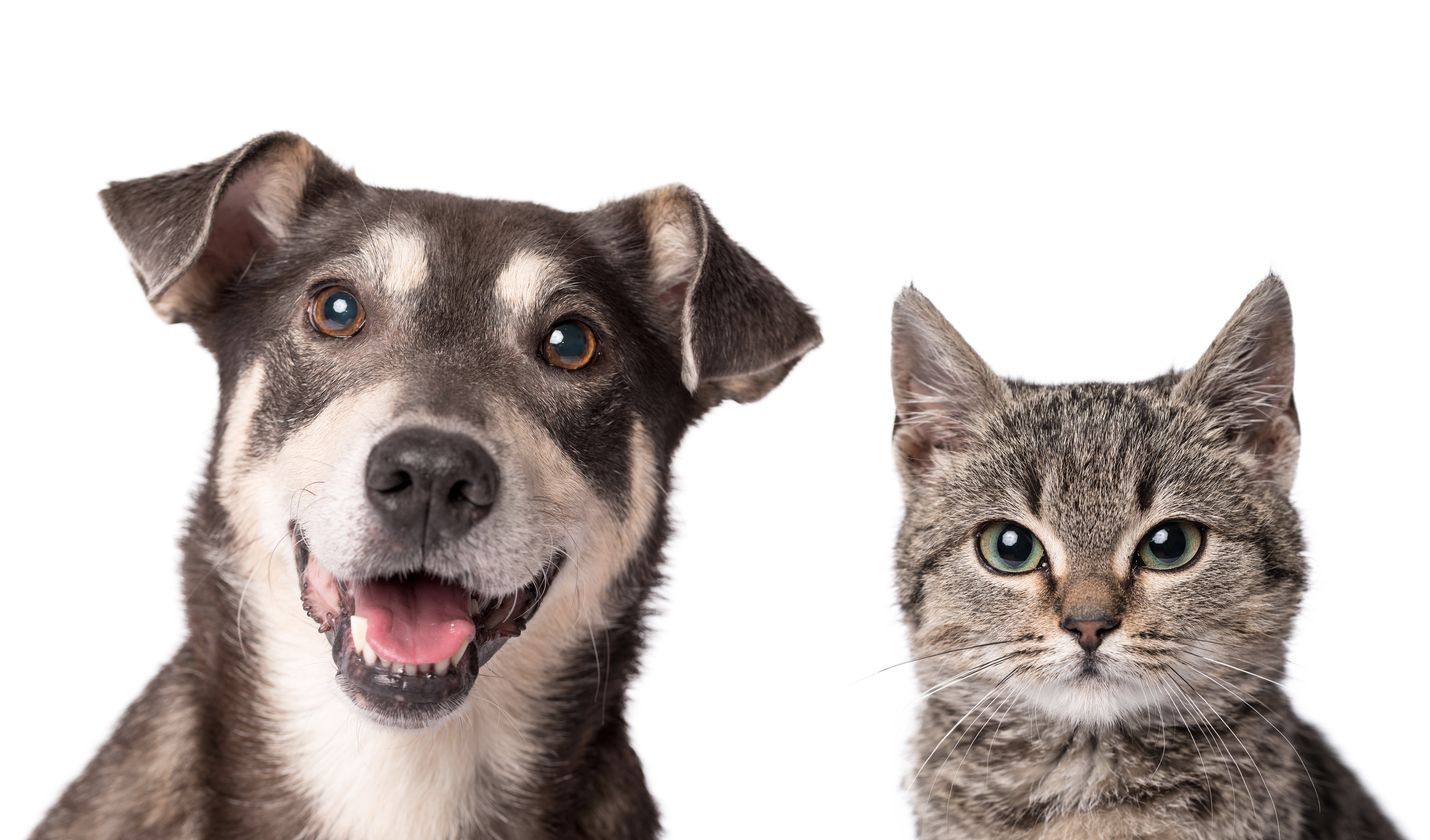 image of dog and cat staring forward with ears up at attention