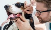 Owner examining his dog's mouth and gums