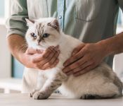 Owner checking cat's throat and chest