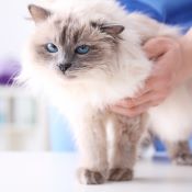 Owner palpating cat's abdomen