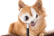 Chihuahua with magnifying glass over one eye