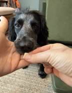 Grey and brown dog gets a treat