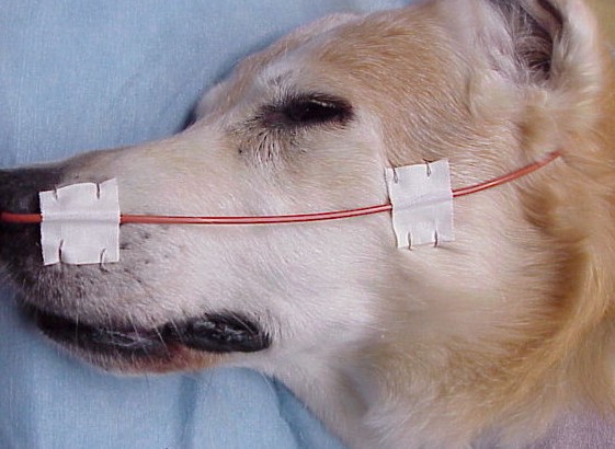 A photo image of a dog with a nasal tube 