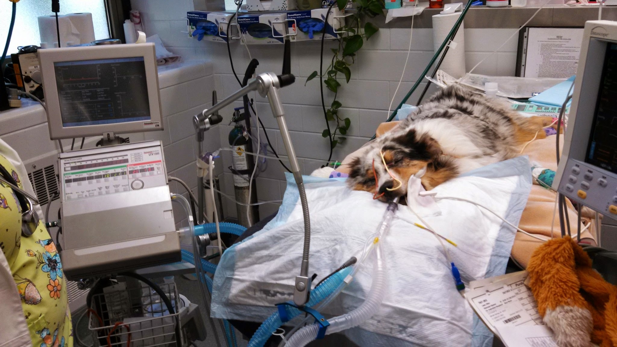 Photo image of a dog on a hospital bed receiving a breathing treatment 