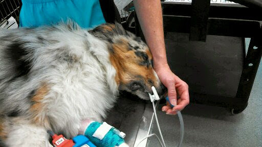 Photo image of a dog receiving nasal oxygen